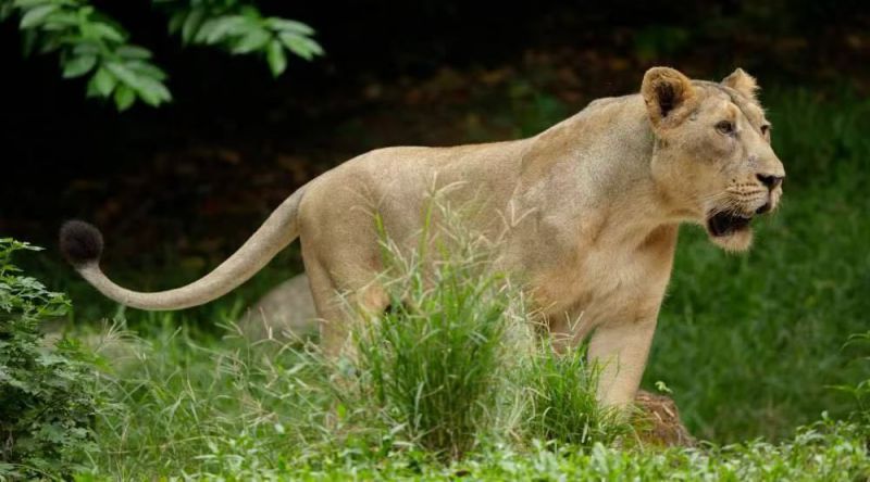 亞洲獅子 身長2.5米，?尾巴0.7米，肩高1米