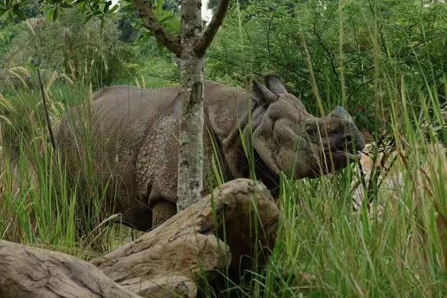 印度犀牛 身長3.7米，尾巴0.7米，肩高1.75米, 角0.3米